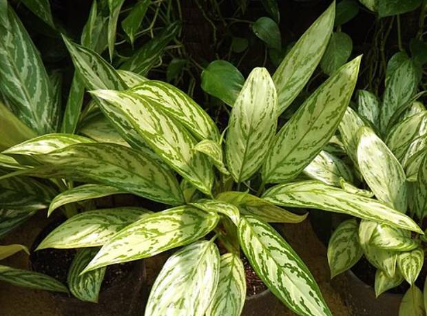 potret aglaonema commutatum (commons.wikimedia.org/Hatem moushir)