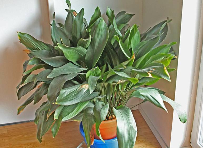 potret aspidistra elatior (commons.wikimedia.org/Frank C. Müller)