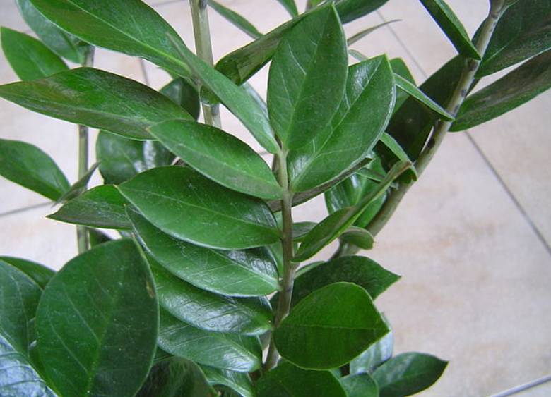 potret zamioculcas zamiifolia (commons.wikimedia.org/User:WeFt)