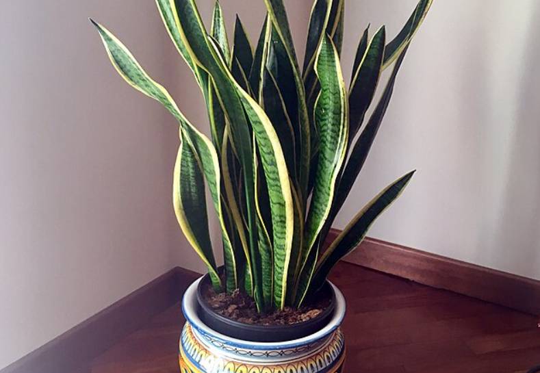 potret sansevieria trifasciata (commons.wikimedia.org/Enzo Rippa)