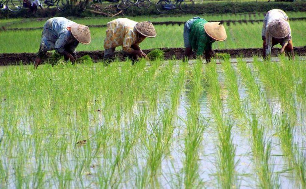 BRIN Perluas Penanaman Padi Biosolin di 5 Wilayah Pesisir Jateng
