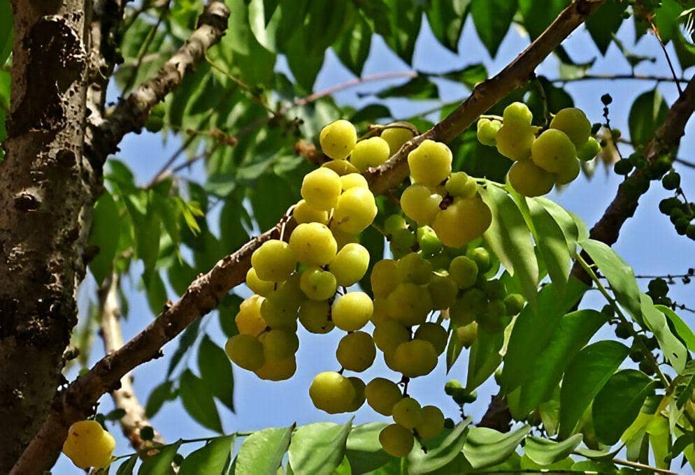 Ilustrasi buah ceremai (commons.wikimedia.org/Mohana hari balu)