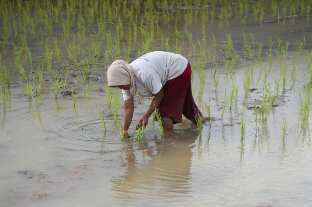 Tradisi Tunggu Tubang Suku Semende, Penjaga Padi Lokal yang Terancam