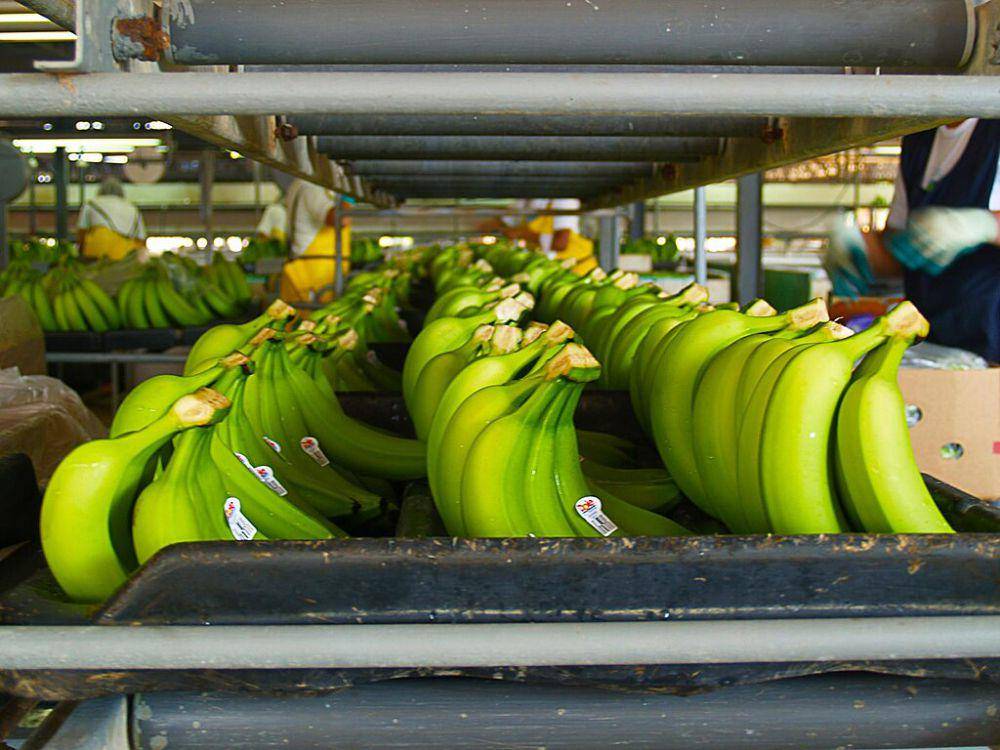 ilustrasi pisang Goldfinger (commons.wikimedia.org/Adalberto Hernandez Vega)