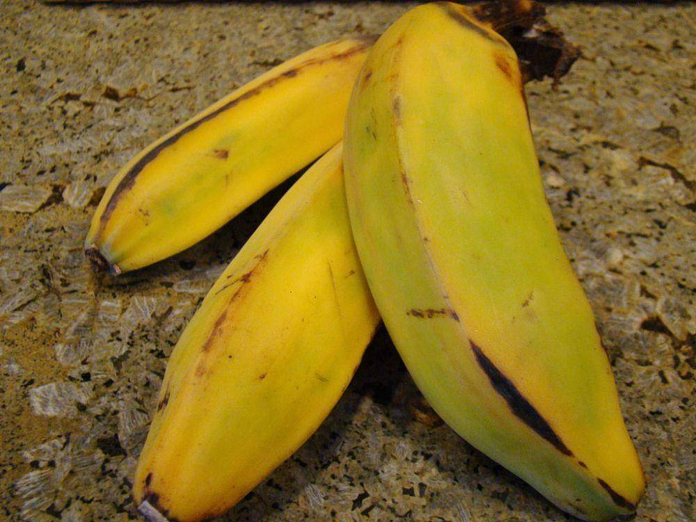 ilustrasi pisang Burro (commons.wikimedia.org/Vegan Feast Catering)