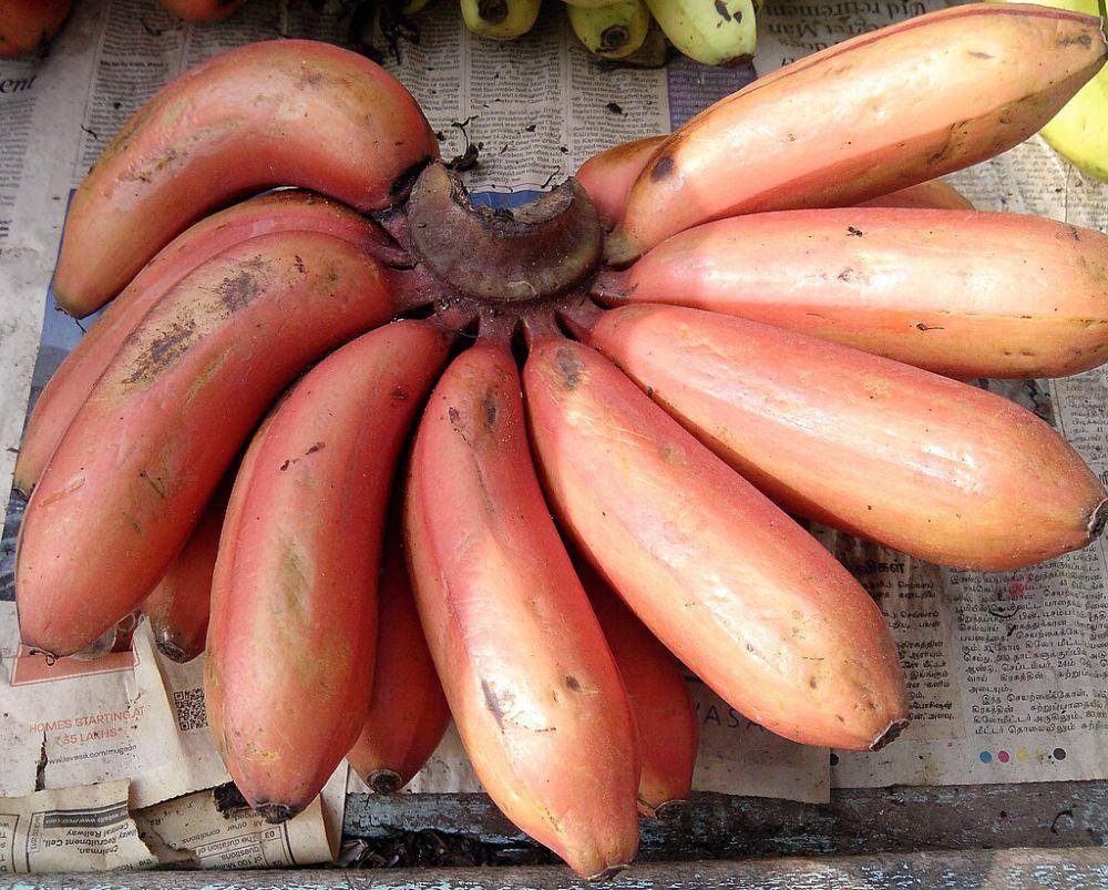 ilustrasi pisang merah (commons.wikimedia.org/Thamizhpparithi Maari)