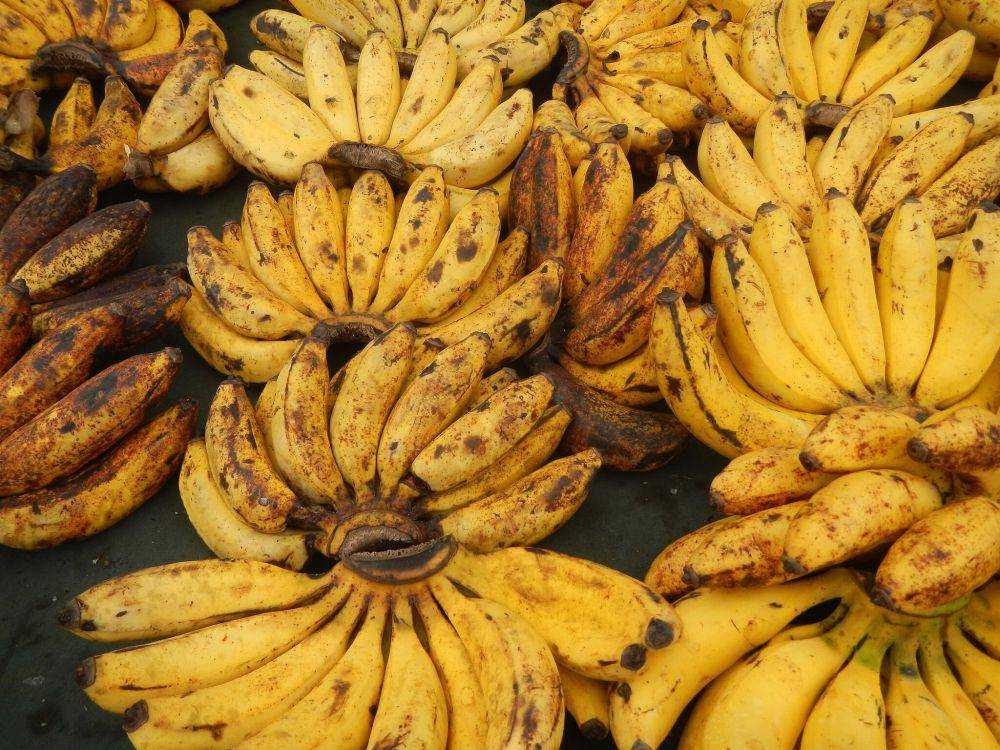 ilustrasi pisang Raja (commons.wikimedia.org/Judgefloro)