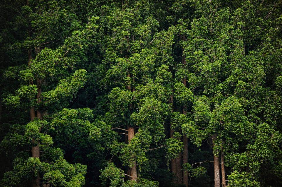 Hutan pohon Damar (Agathis dammara) di Gunung Gede Pangrango, Jawa Barat. (dok. CIFOR dan tropical.theferns.info)