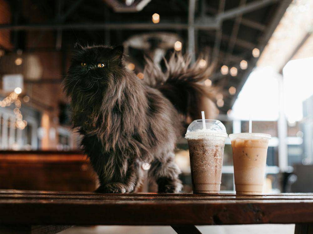 ilustrasi cafe ramah hewan peliharaan (unsplash.com/Reba Spike)