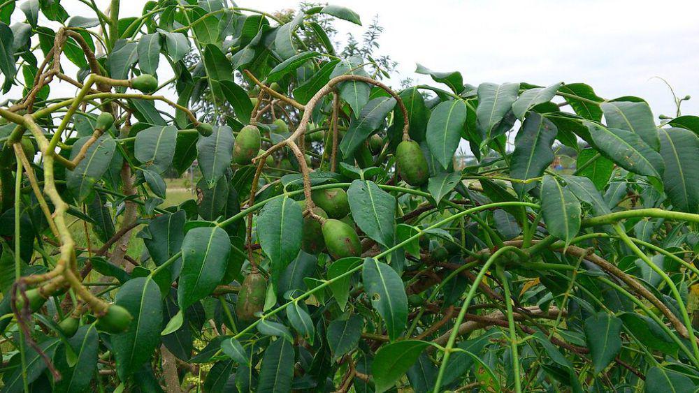 ilustrasi daun kedondong (commons.wikimedia.org/Wagino 20100516)