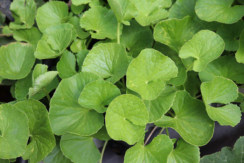 ilustrasi daun pegagan (commons.wikimedia.org/HPN)