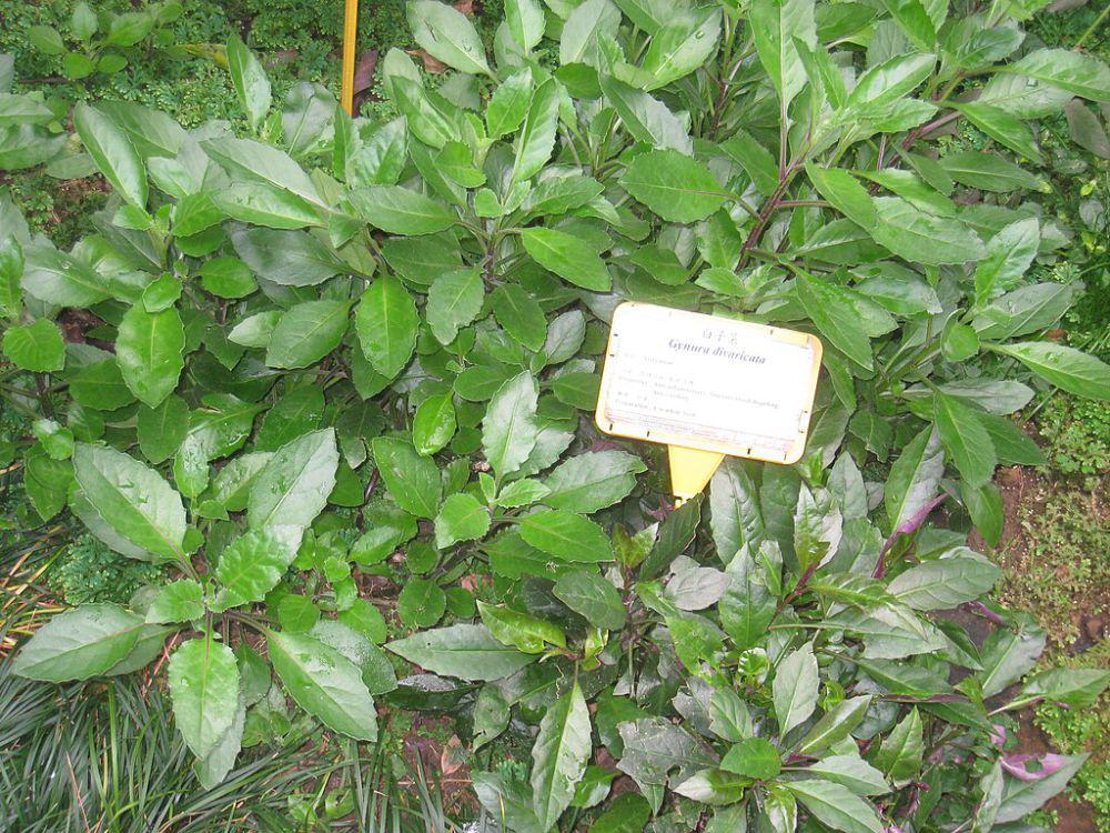 ilustrasi daun ubi dewa (commons.wikimedia.org/Daderot)
