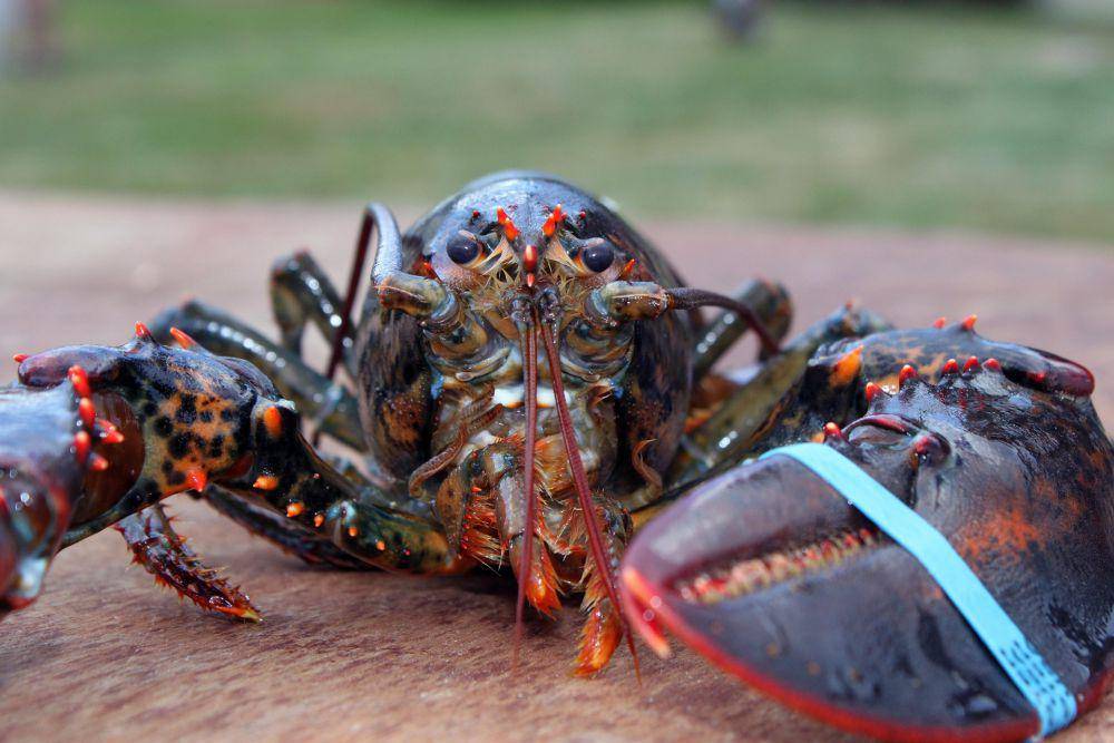 Lobster punya cangkang kuat dan capit tajam (pixabay.com/grfx4)