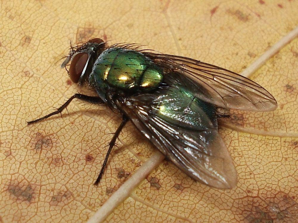 Larva lalat hijau bantu bersihkan luka infeksi (commons.wikimedia.org/AfroBrazilian)