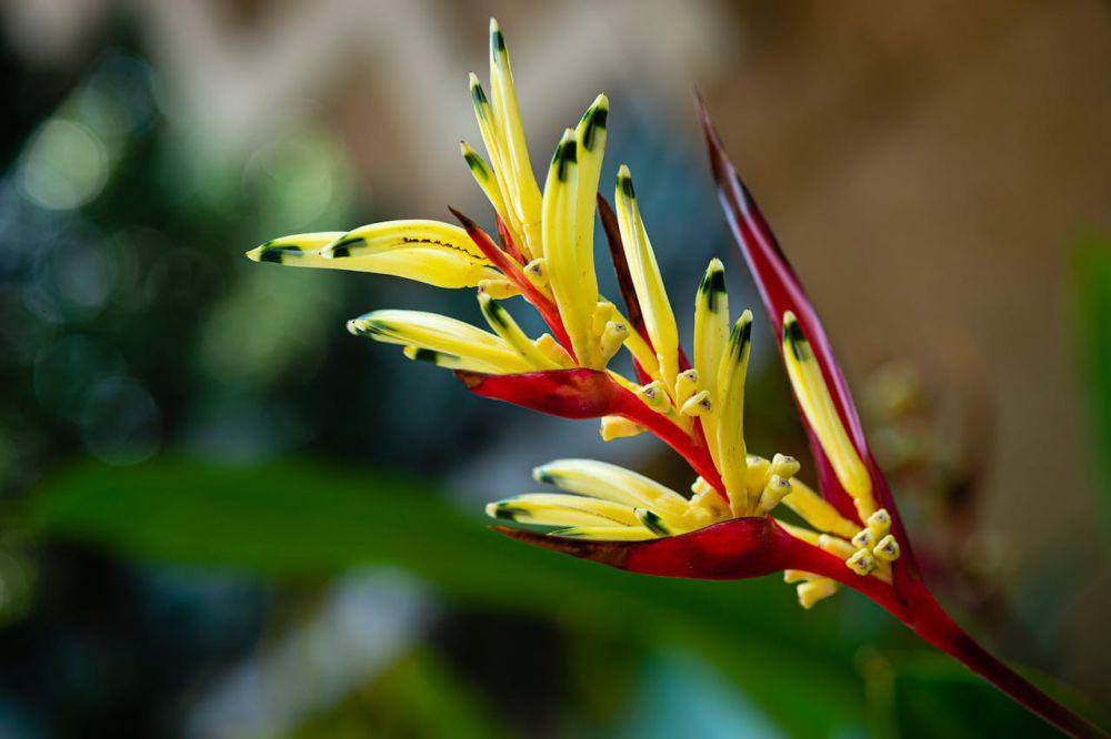 ilustrasi heliconia (pexels.com/Tiểu Bảo Trương)