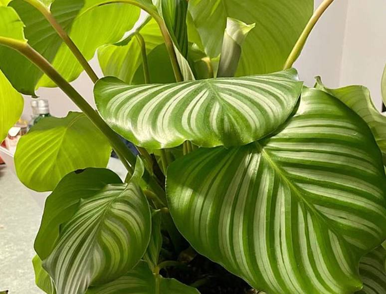 potret calathea orbifolia (commons.wikimedia.org/Supsoph)