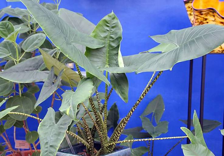 potret alocasia zebrina (commons.wikimedia.org/David J. Stang)
