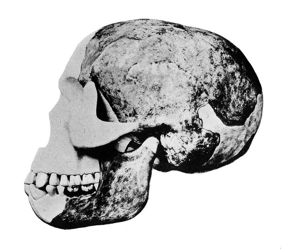 Piltdown Man (commons.wikimedia.org/Wellcome Images)