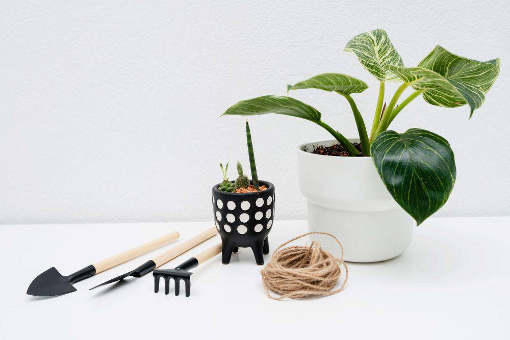 Ilustrasi tanaman philodendron birkin (freepik.com/freepik)