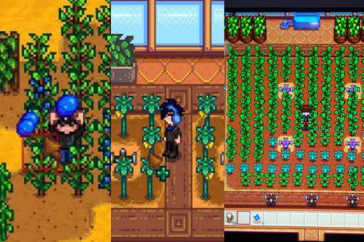 Cuplikan gambar bibit tanaman termahal di Stardew Valley (dok.ConcernedApe/Stardew Valley)