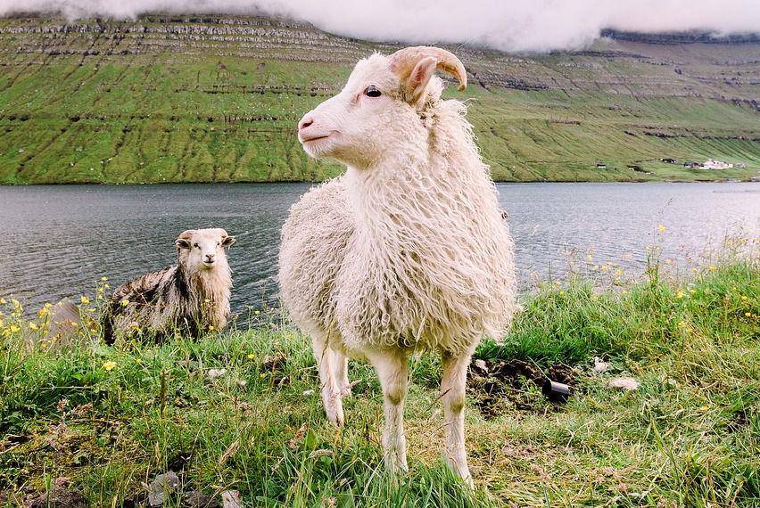 Ilustrasi hewan dam haji - Domba faroe di habitat aslinya (pixabay.com/kasperlau-4890688)