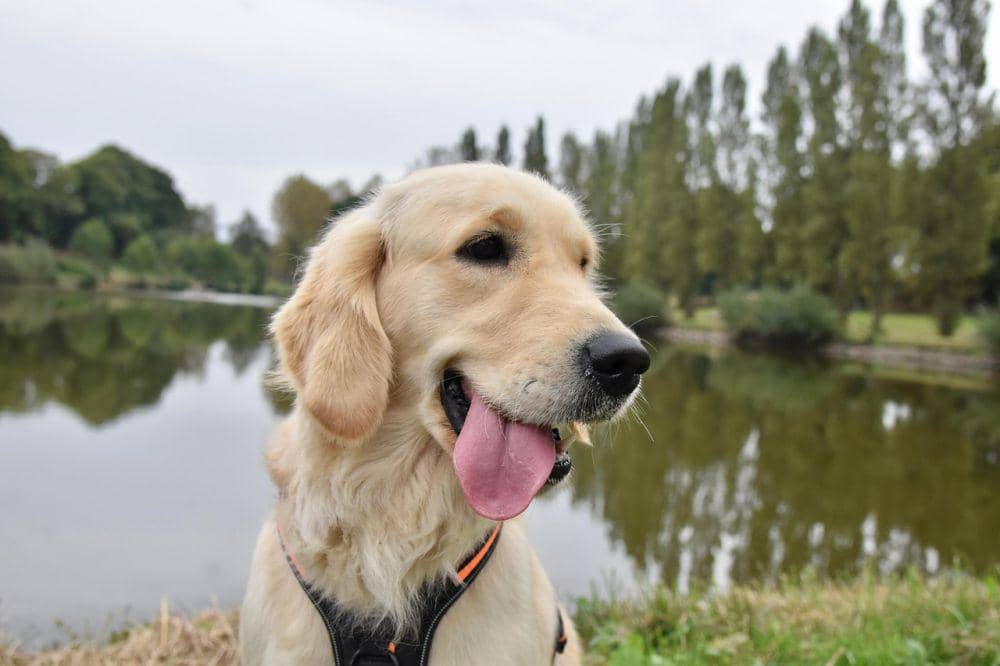ilustrasi anjing Golden Retriever (pixabay.com/JackieLou DL)