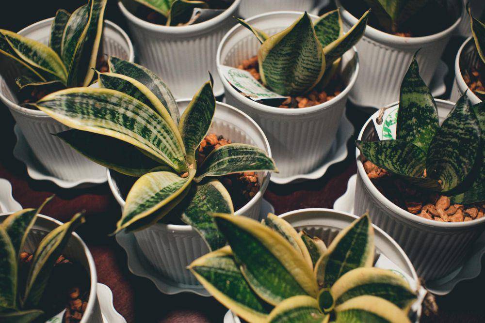 ilustrasi tanaman indoor (pexels.com/Nothing Ahead)