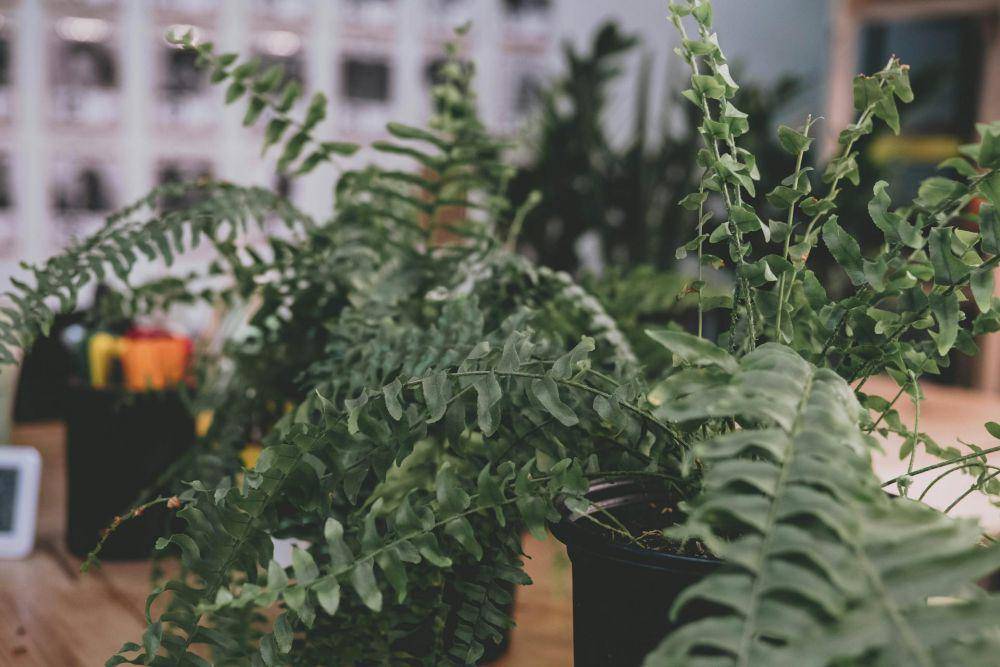 ilustrasi tanaman indoor (pexels.com/Joshua Mcknight)