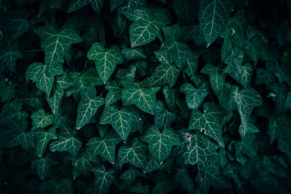 ilustrasi tanaman indoor (pexels.com/Wyxina Tresse)