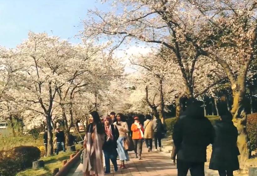 cuplikan Gyeongju Cherry Blossom Festival (YouTube.com/TK TRAVEL)