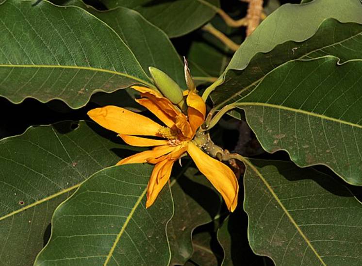 potret cempaka (commons.wikimedia.org/P Jeganathan)