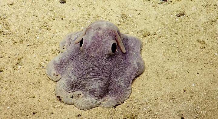 Keunikan Gurita Dumbo, Memiliki Sirip seperti Telinga Gajah!