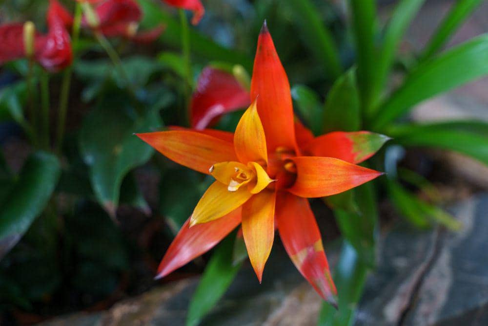 Ilustrasi tanaman bromeliad (freepik.com/wirestock)