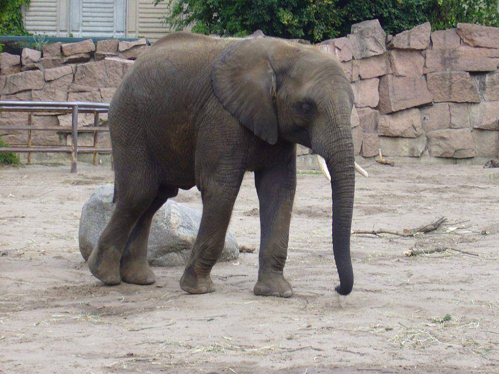 Gajah (commons.wikimedia.org/L. Beck)