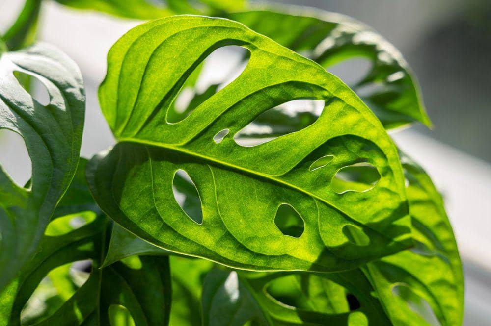 Ilustrasi tanaman monstera (freepik.com/freepik)