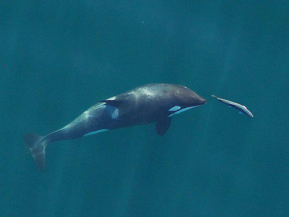 Orca (commons.wikimedia.org/Oregon State University)