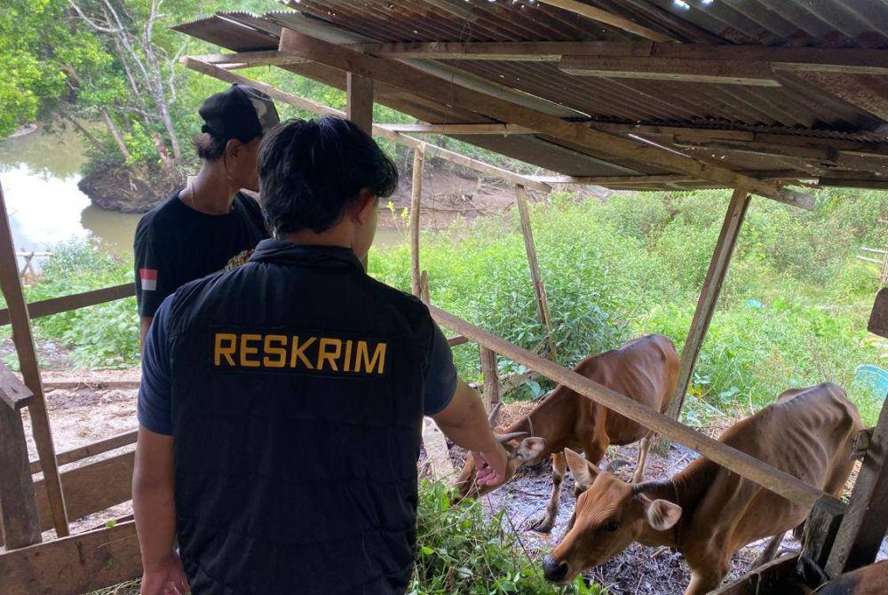 Polisi berhasil mengamankan sapi yang sempat dijual oleh tersangka R (42). (Dok. Humas Polres Paser)