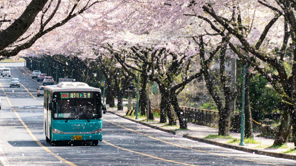 5 Pulau Eksotis di Korea Selatan dan Jepang yang Indah saat Musim Semi