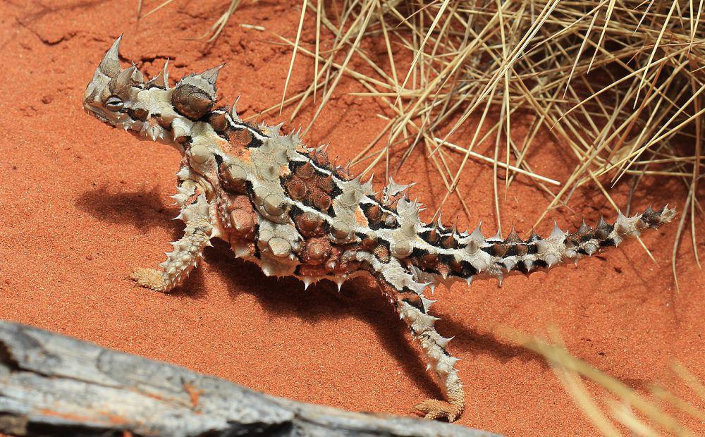 5 Reptil yang Bisa Bertahan Hidup Tanpa Air dalam Jangka Waktu Lama