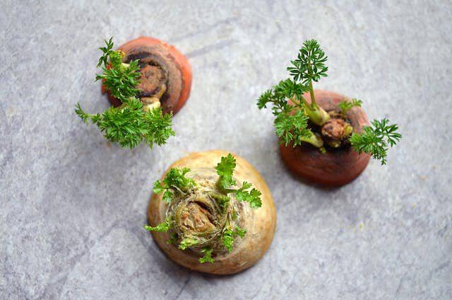 ilustrasi tanaman dari sayuran sisa (pexels.com/Magdalena Nowakowska)