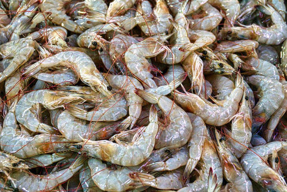 ilustrasi udang segar (pexels.com/Tom Fisk)