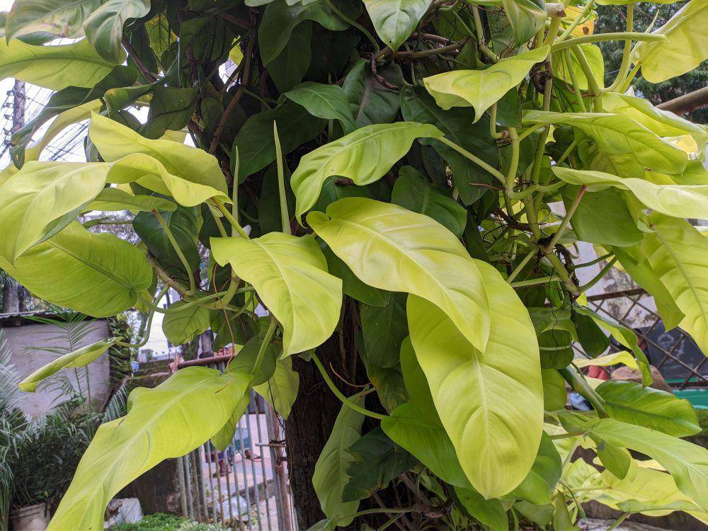 Ilustrasi tanaman philodendron (commons.wikimedia.org/AlbeitPK)