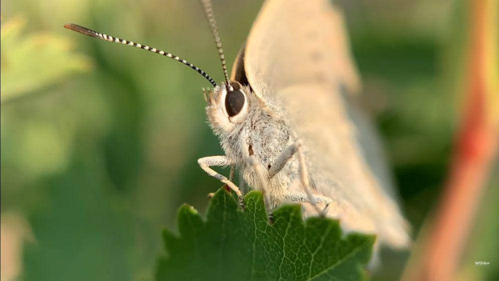 Ilustrasi Satyrium curiosolus (Youtube.com/Wilder Institute)