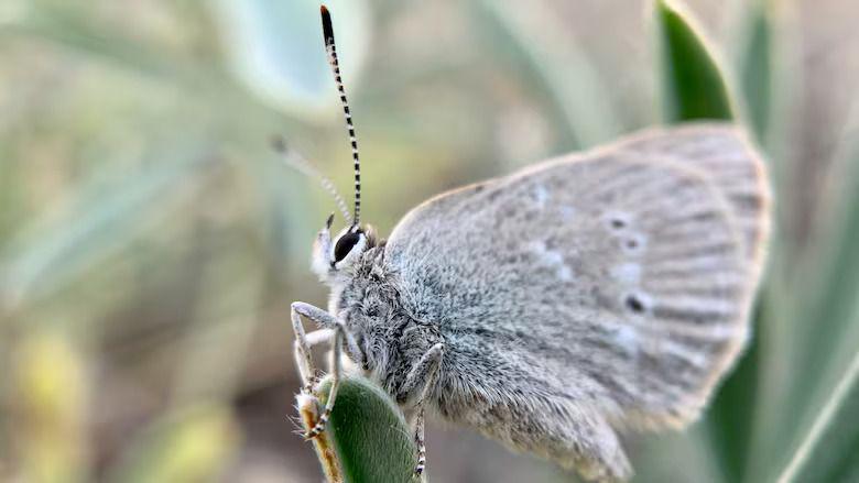 Satyrium Curiosolus, Kupu-kupu Langka yang Terisolasi 40.000 Tahun