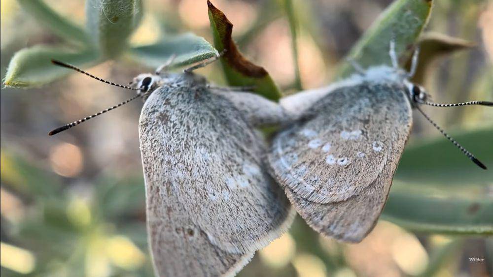 Satyrium curiosolus mempertahankan kelangsungan jenisnya melalui reproduksi. (Youtube.com/Wilder Institute)