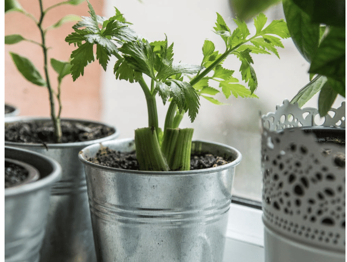 ilustrasi tanaman daun seledri (pexels.com/Milada Vigerova)