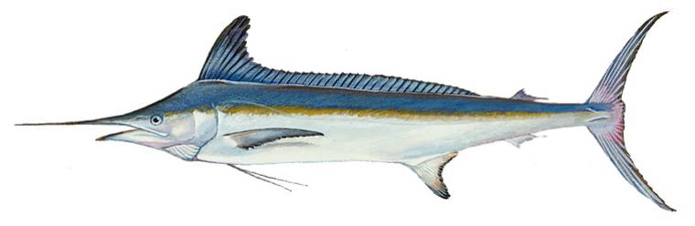 ilustrasi setuhuk putih (commons.wikimedia.org/Raver Duane)