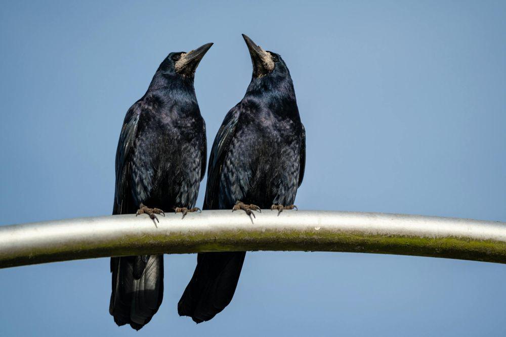 4 Fakta Ilmiah Mengenai Kecerdasan Burung Gagak, Ingatannya Kuat!