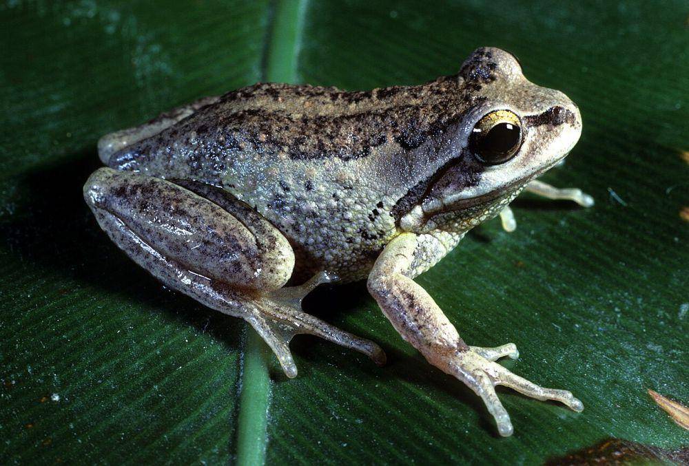 katak pohon bersiul (commons.wikimedia.org/John Wombey, CSIRO)