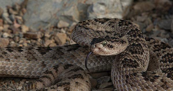 4 Spesies Ular Paling Beracun di Texas, Ada yang Hampir Punah!